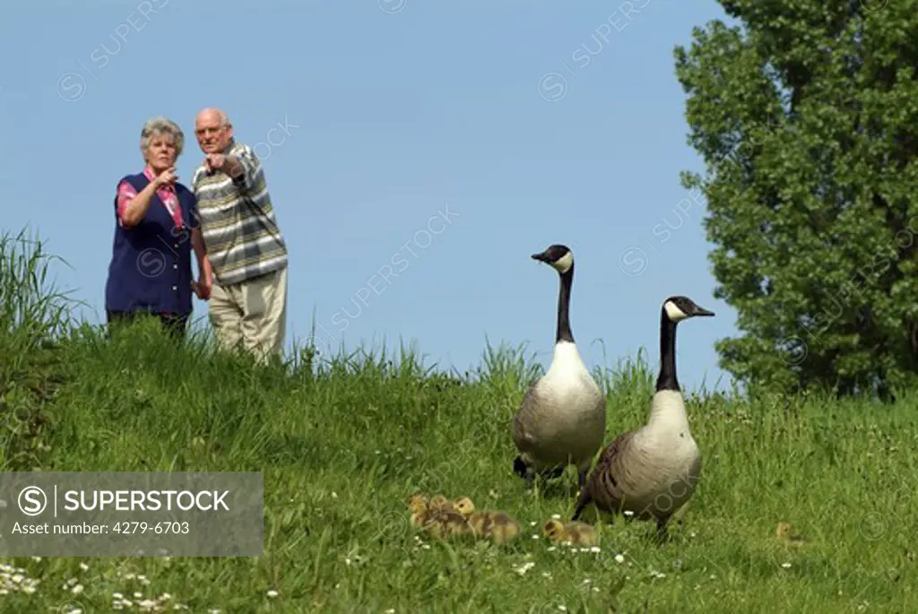 People observe Canada gooses with chicks