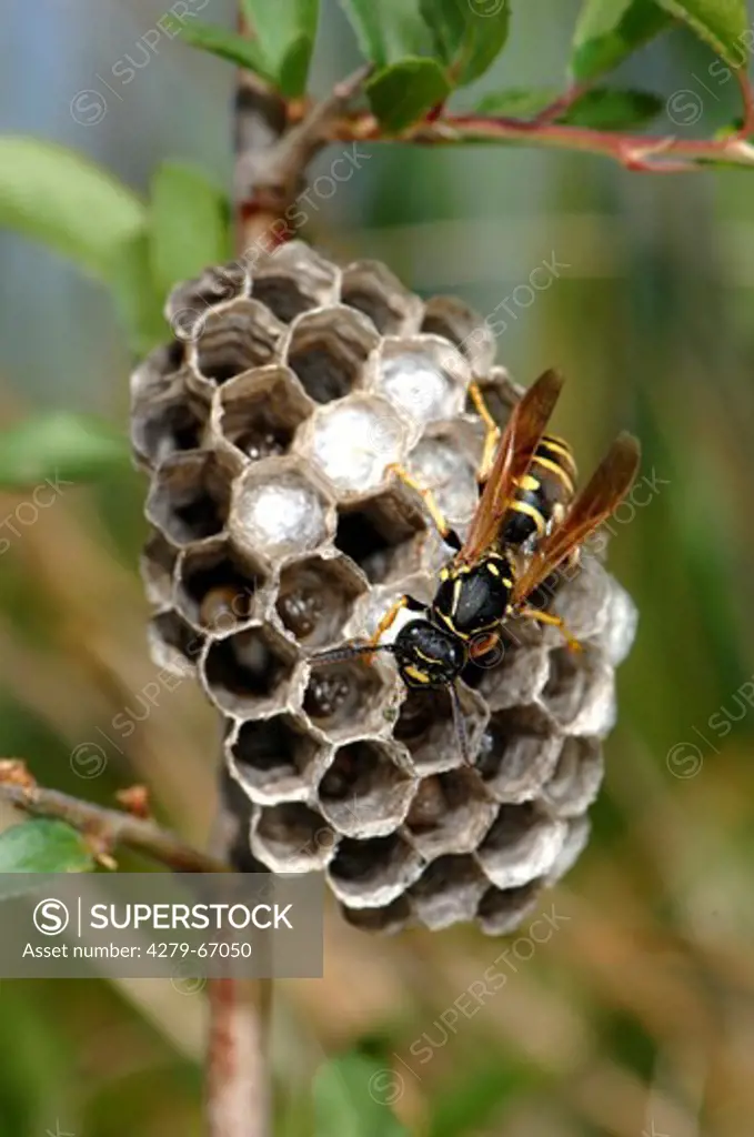 DEU, 2007: Paper Wasp (Polistes bischoffi) on nest.