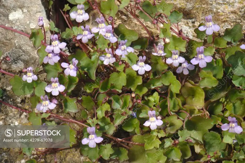 DEU, 2007: Ivy-leaved Toadflax (Cymbalaria muralis, Linaria cymbalaria), flowering plant.