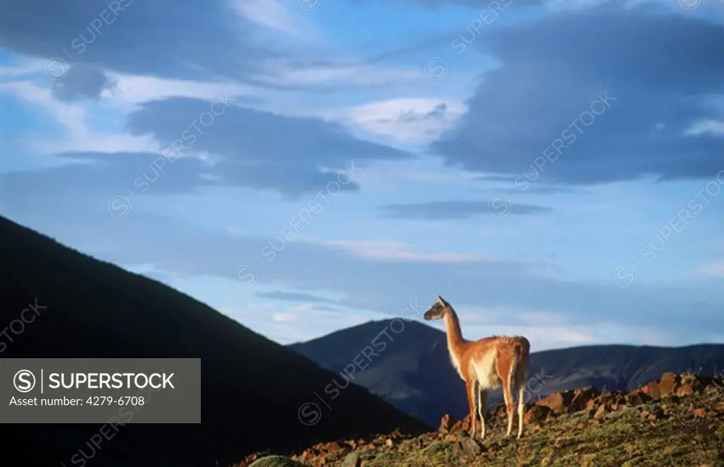 guanaco  in evening light, lama guanicoe