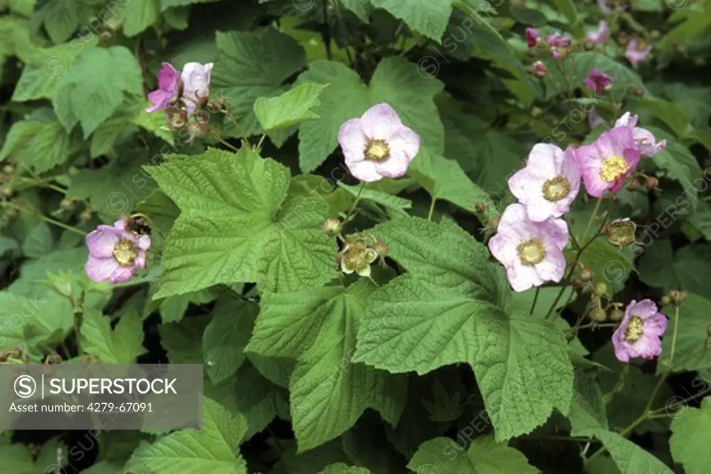 DEU, 2006: Flowering raspberry, Purple-flowering raspberry (Rubus odoratus), flowering.