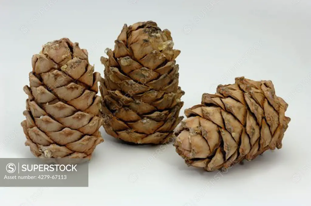 DEU, 2007: Siberian Pine, Sibirian Cedar (Cedrus sibirica, Pinus sibirica), cones, studio picture.