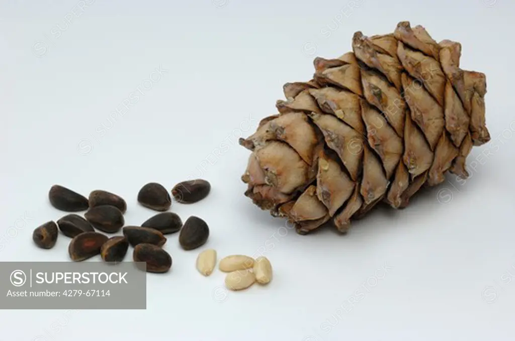 DEU, 2007: Siberian Pine, Sibirian Cedar (Cedrus sibirica, Pinus sibirica). Cone, peeled and unpeeled seeds, pine nuts, studio picture.