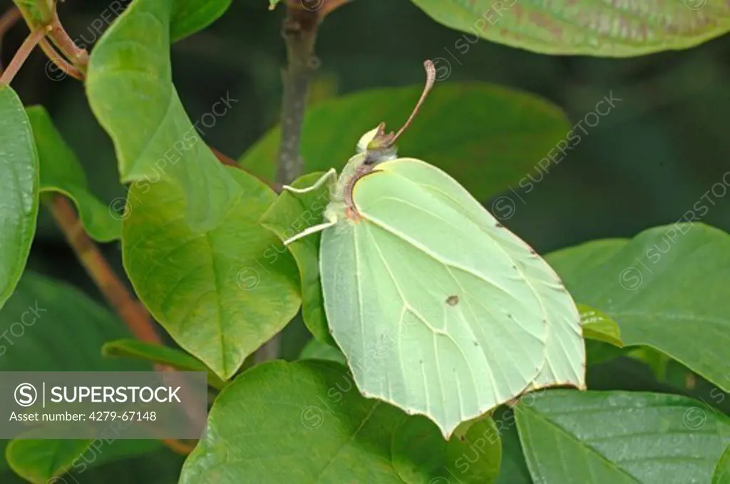 DEU, 2007: Brimstone Butterfly (Gonepteryx rhamni), female on leaf. 2512032000