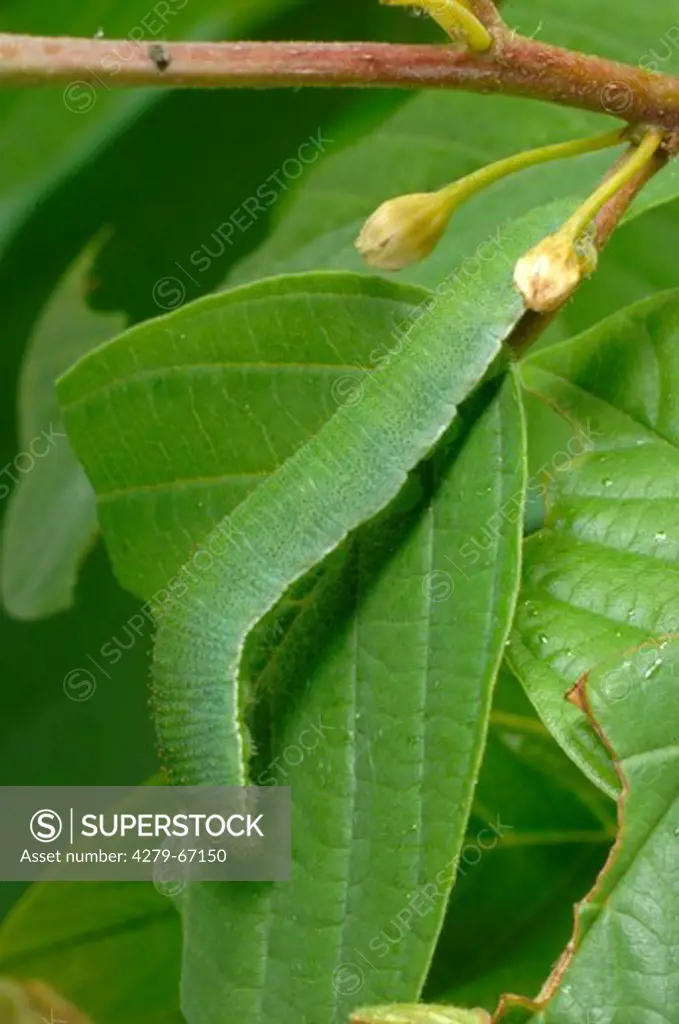 DEU, 2007: Brimstone (Goneptryx rhamni), caterpillar in typical defensive posture on the upperside of a leaf.