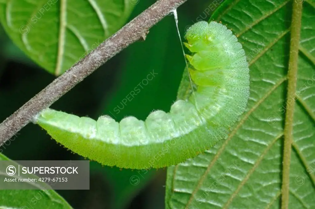 DEU, 2007: Brimstone (Gonepteryx rhamni, caterpillar starting to build a cocoon. .