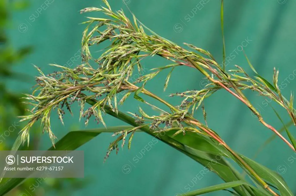 DEU, 2009: Lemon Grass, Citronella Grass (Cymbopogon citratus, Andropogon citratus), flowering.