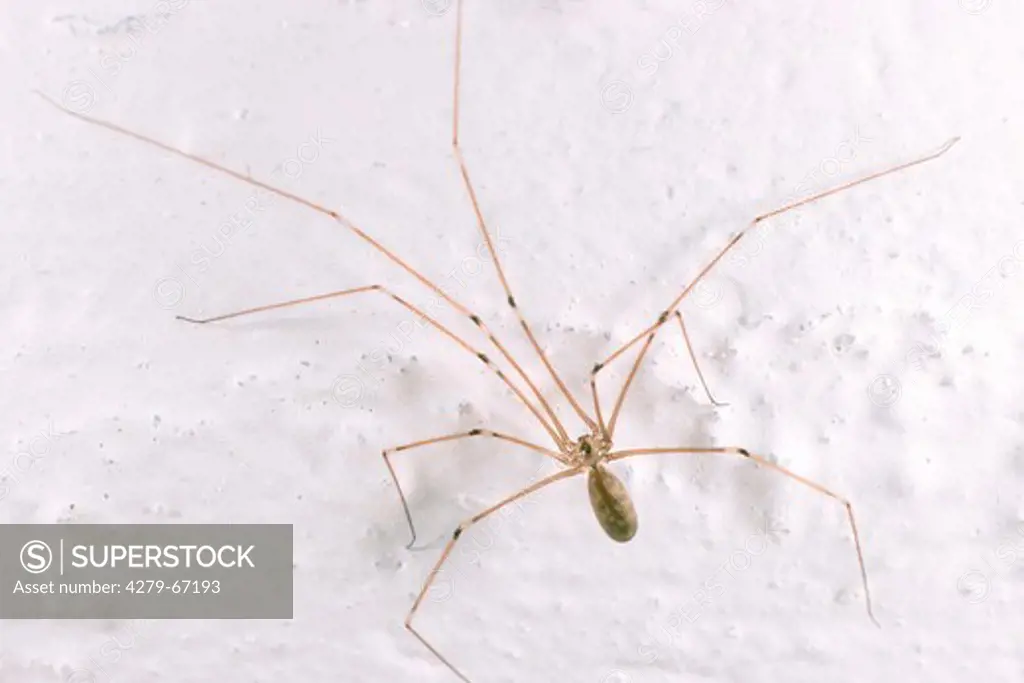 DEU, 2002: Cellar Spider (Pholcus phalangoides).