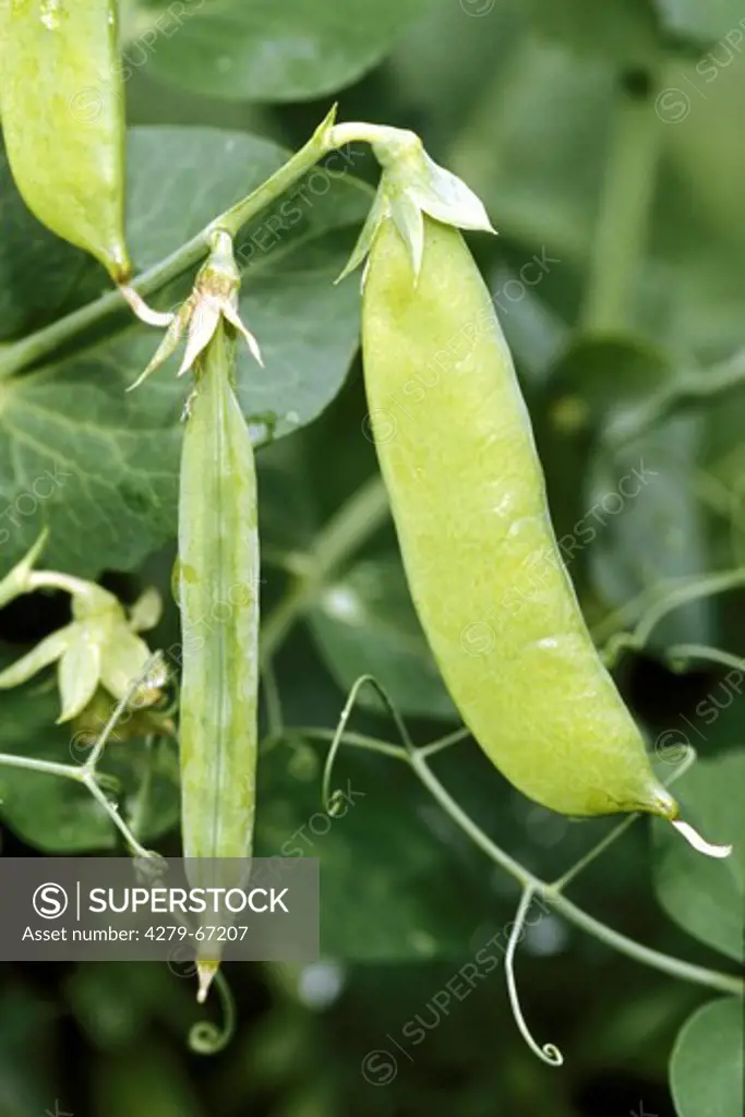 DEU, 2004: Pea, Garden Pea (Pisum sativum var. saccharatum), pod on shrub.