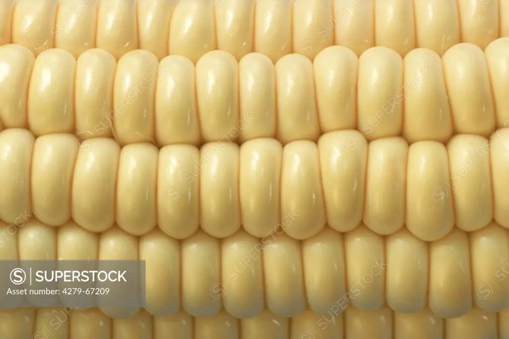 DEU, 2002: Maize, Corn (Zea mays), part of cob in close-up.