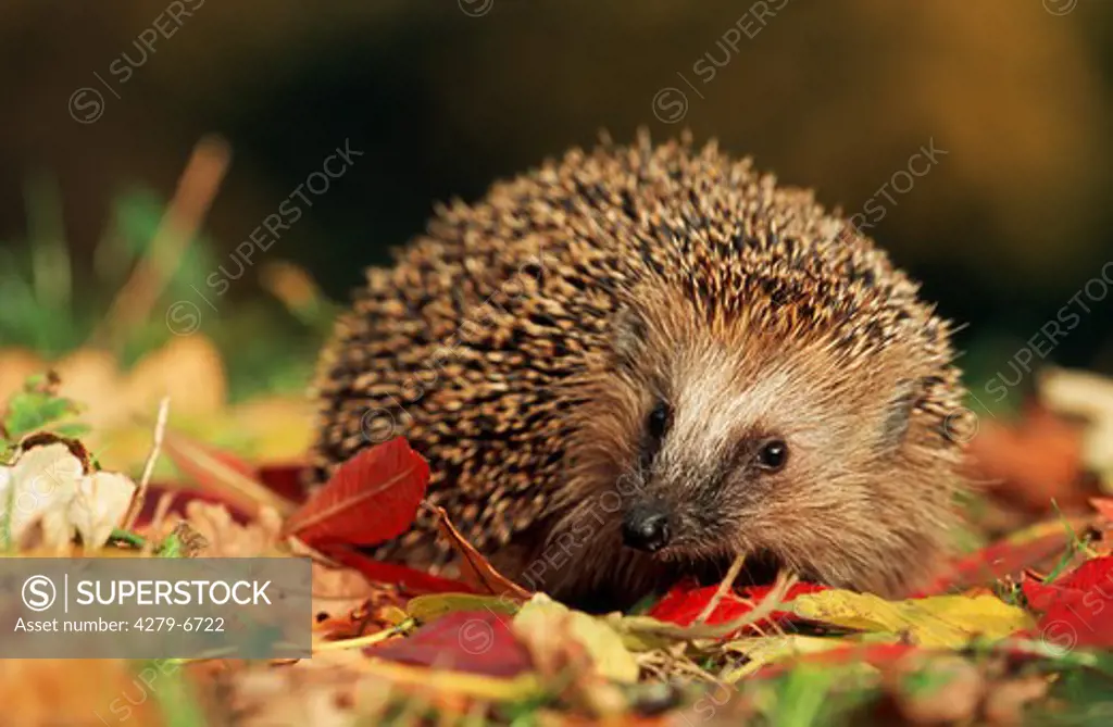 hedgehog in autumn foliage