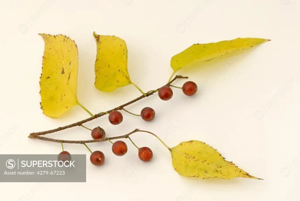 DEU, 2006: Common Hackberry (Celtis occidentalis), twigs with berries in autumn, studio picture.