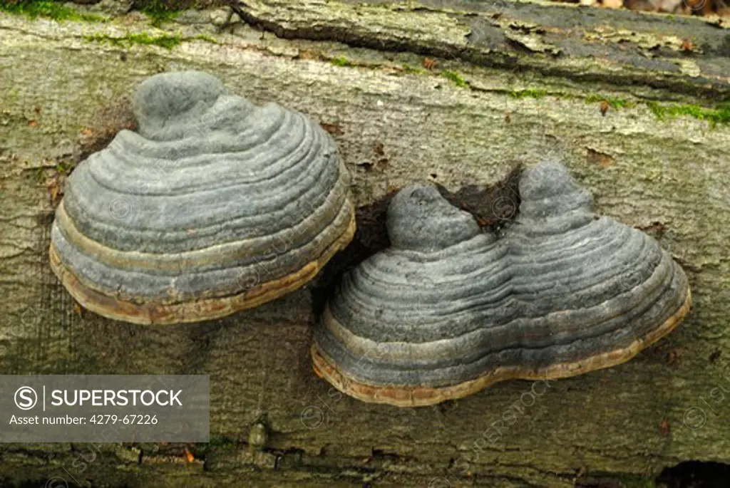 Tinder Polypore, Hoof Fungus (Fomes fomentarius) on a log
