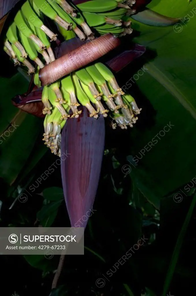 DEU, 2011: Dwarf Banana (Musa acuminata, Musa nana), inflorescence.