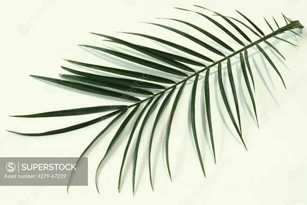 DEU, 2004: Miniature Date Palm, Pigmy Date Palm (Phoenix roebelinii), leaf, studio picture.