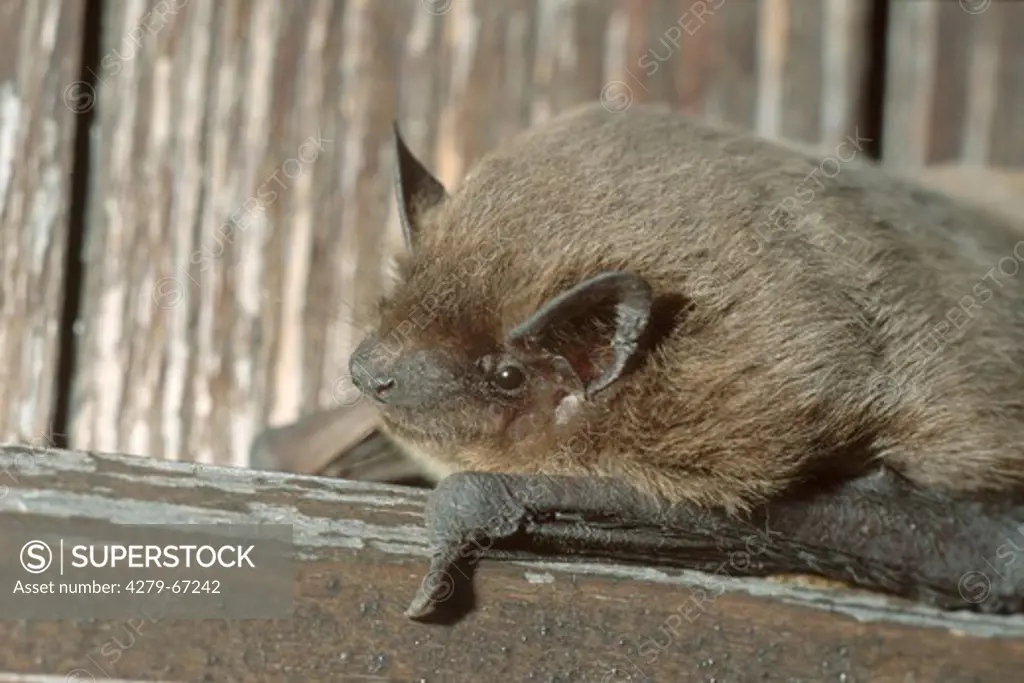 DEU, 2003: Common Pipistrelle (Pipistrellus pipistrellus), portrait of animal resting on a wooden beam.
