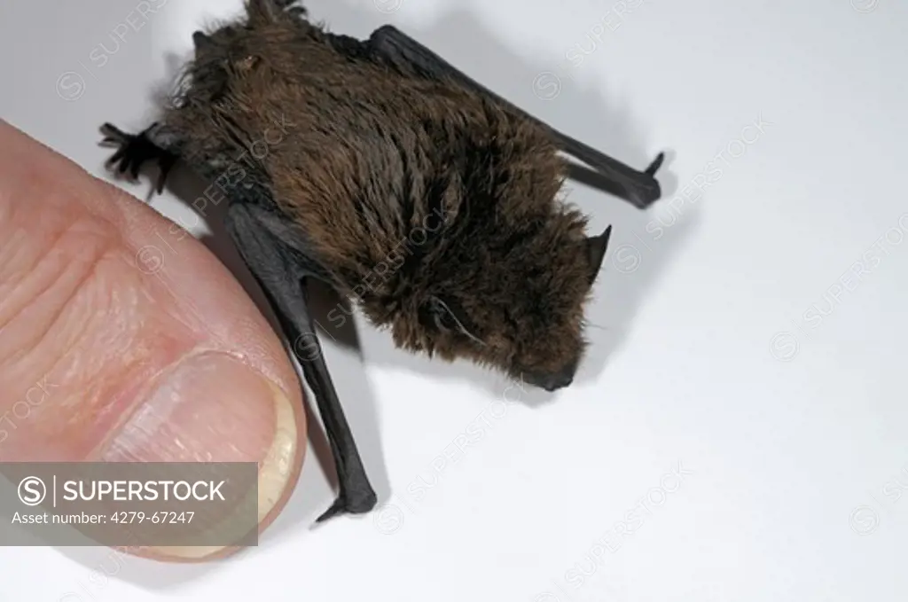 DEU, 2009: Comparision of size between Common Pipistrelle (Pipistrellus pipistrellus) and thumb of an adult person.