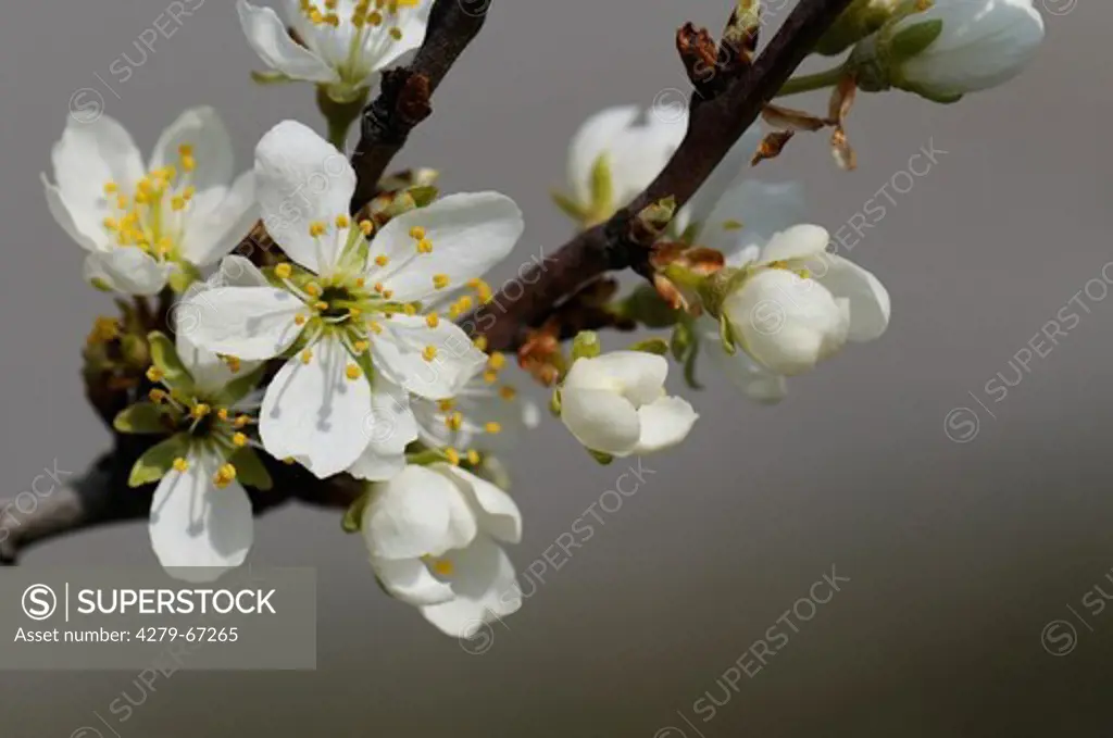 DEU, 2008: Damson, Damask Plum, Plum Tree (Prunus domestica domestica), flowering twig.