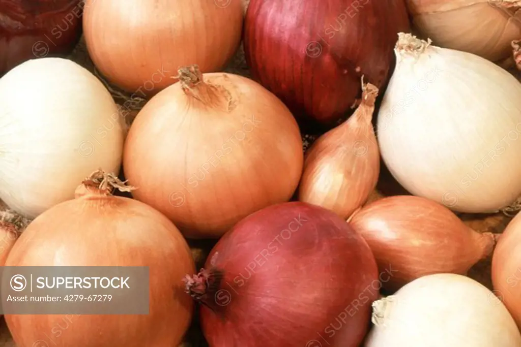 DEU, 2003: Onion (Allium cepa), different varieties.