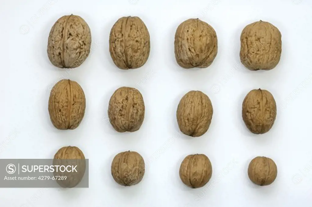 English Walnut, Persian Walnut (Juglans regia). Nuts of different size from a single tree. Studio picture against a white background