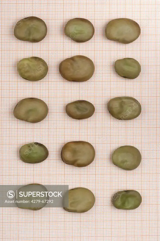 Broad Bean (Vicia faba). Beans of different size on a background of millimeter squared of paper