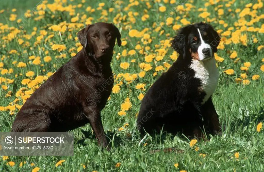 brown Labrador Retriever and young Bernese cattle dog