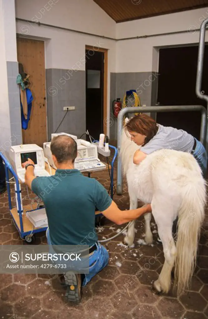 ultrasonic testing at a horse