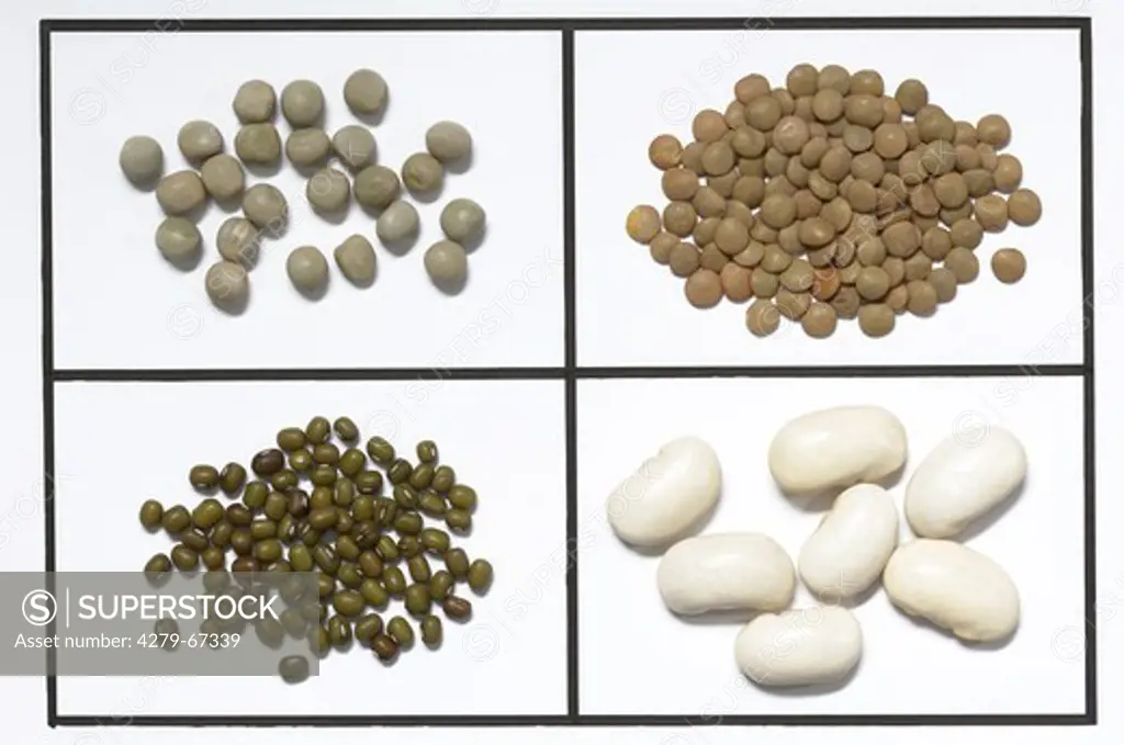 Assortment of legumes: Peas (Pisum sativum), lentils (Lens culinaris), mungbeans (Vigna radiata), broad beans (Vicia faba)