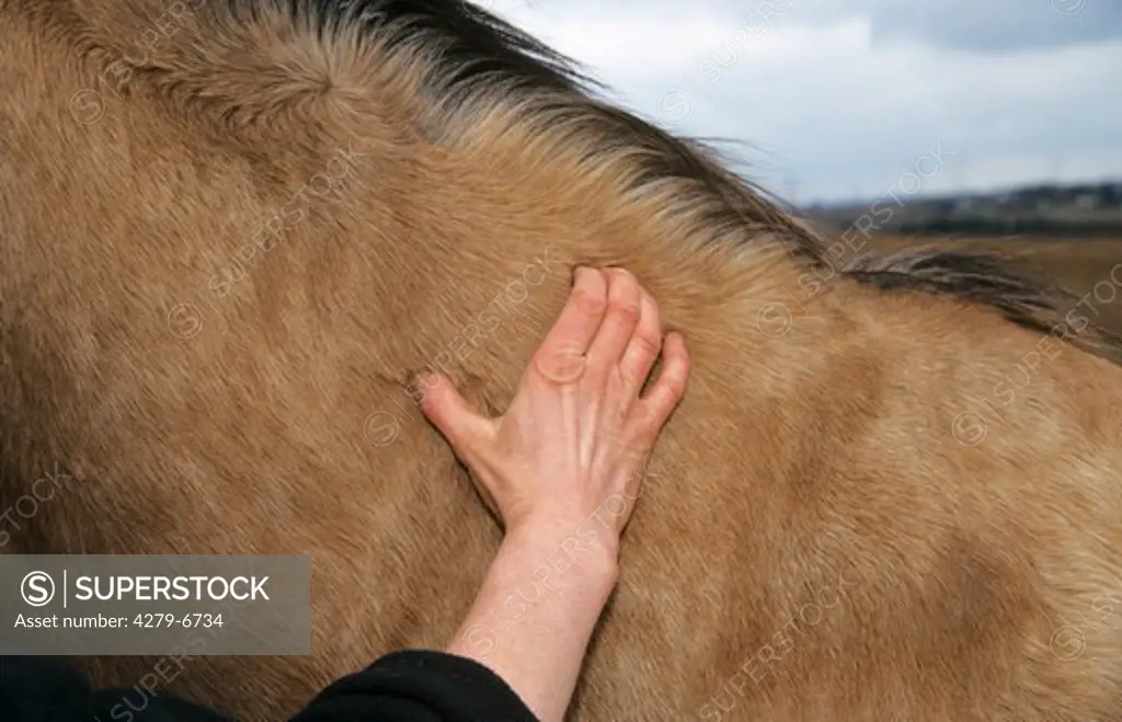 massage for the horse - reiki