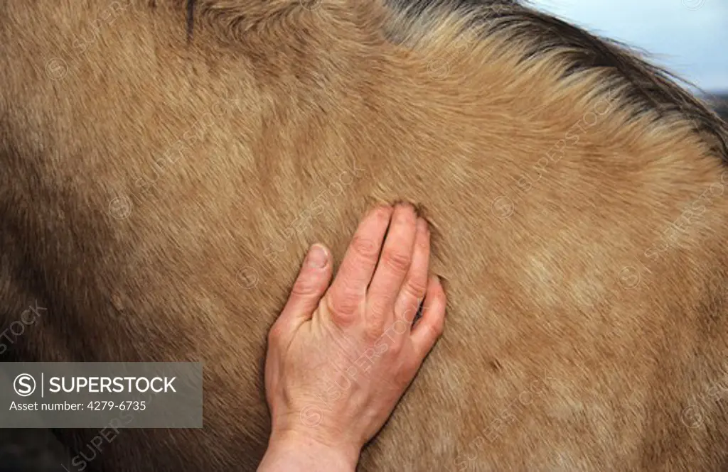 massage for the horse - reiki