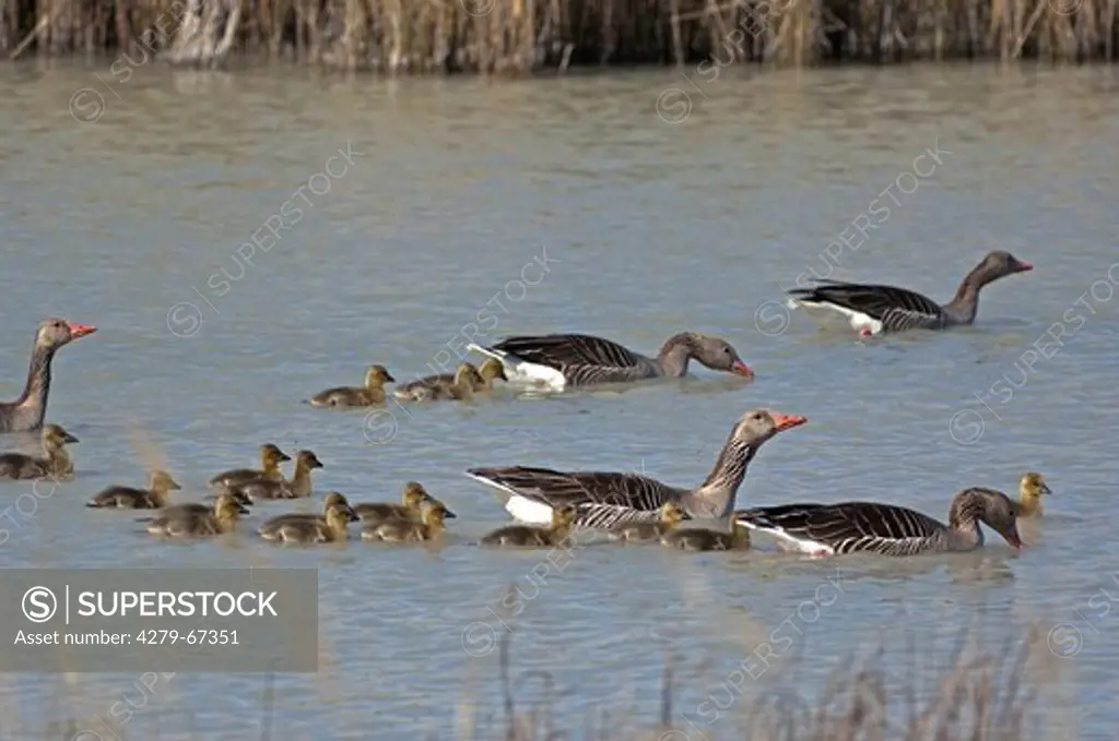 Graylag Goose, Greylag Goose, Grey Lag Goose (Anser anser). Swimming pairs with their goslings