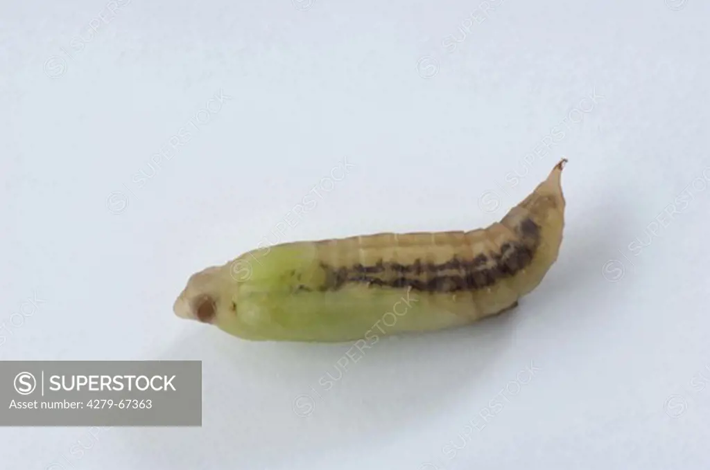 Box Tree Moth (Cydalima perspectalis), pupa. Studio picture against a white background