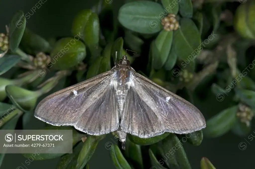 Box Tree Moth (Cydalima perspectalis), adult male (brown varity) on Boxwood leaves (Buxus sempervirens)