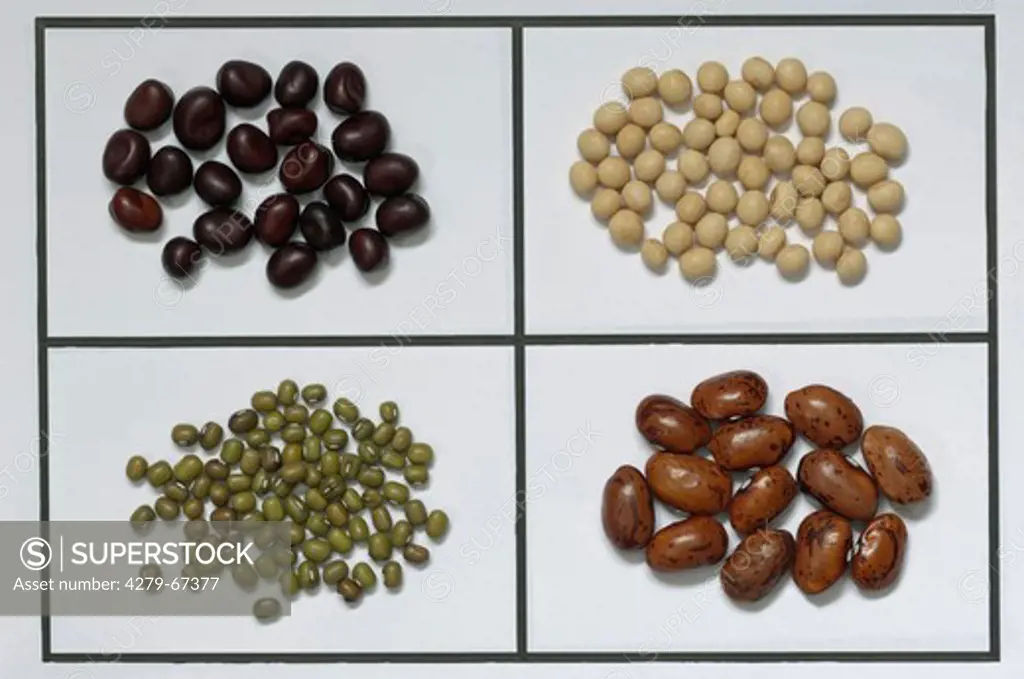 Assortment of beans: Broad Bean (Vicia faba), Soya Bean (Glycine max), Mungbean (Vigna radiata), Runner Bean (Phaseolus coccineus)