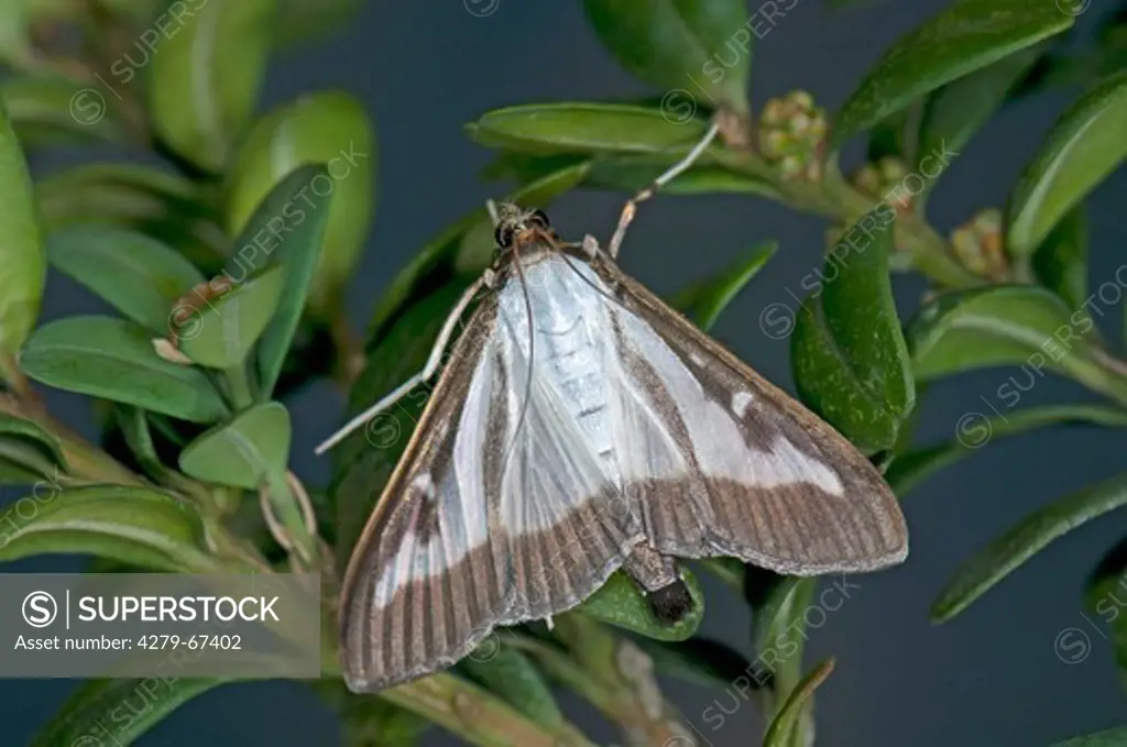 Box Tree Moth (Cydalima perspectalis), adult male on Boxwood leaves (Buxus sempervirens)