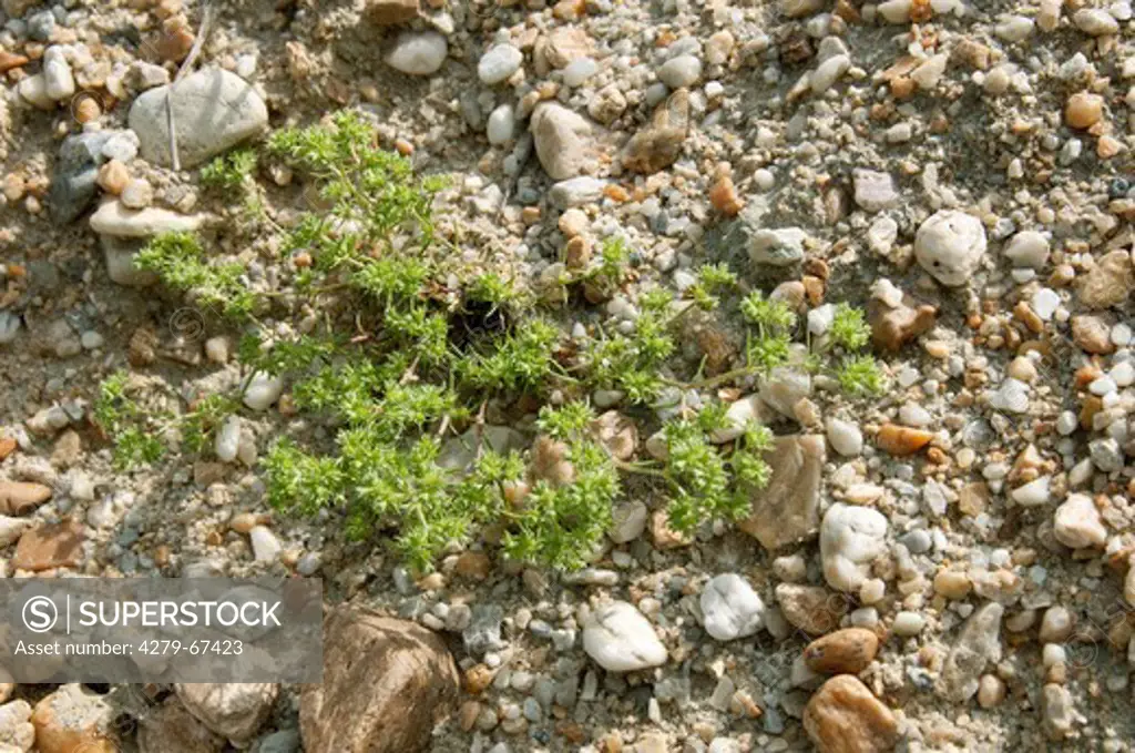 German Knotweed (Scleranthus annuus), plant