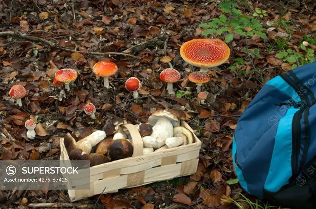 Fly Agaric (Amanita muscaria), group on the forest floor with a basket of Penny Buns  (Boletus edulis)
