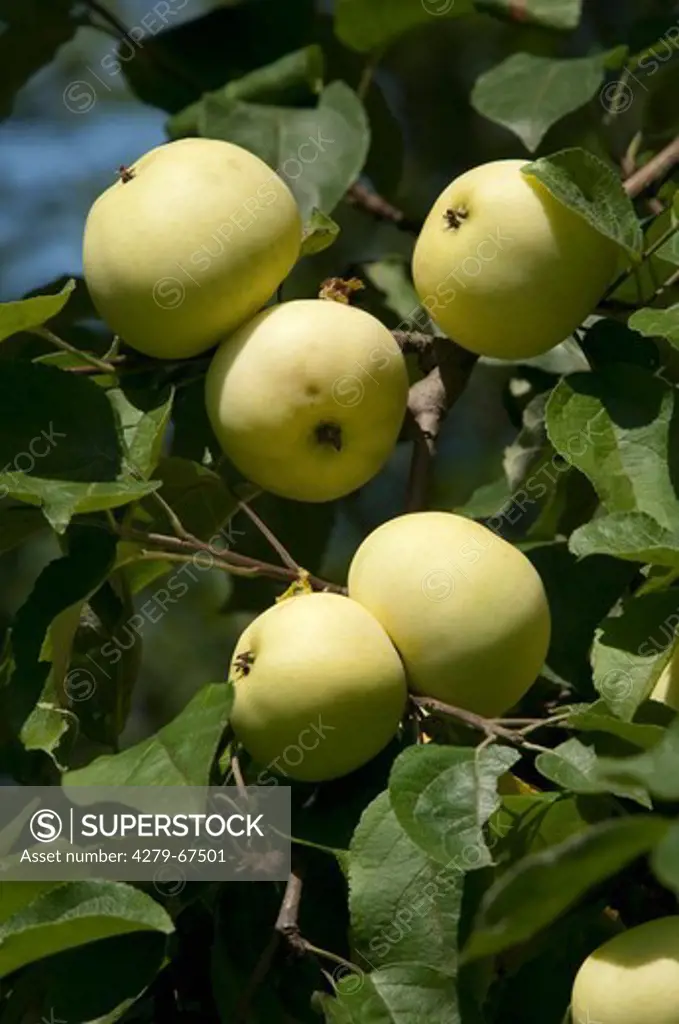 Domestic Apple (Malus domestica), variety: Weisser Klarapfel. Branch with ripe fruit