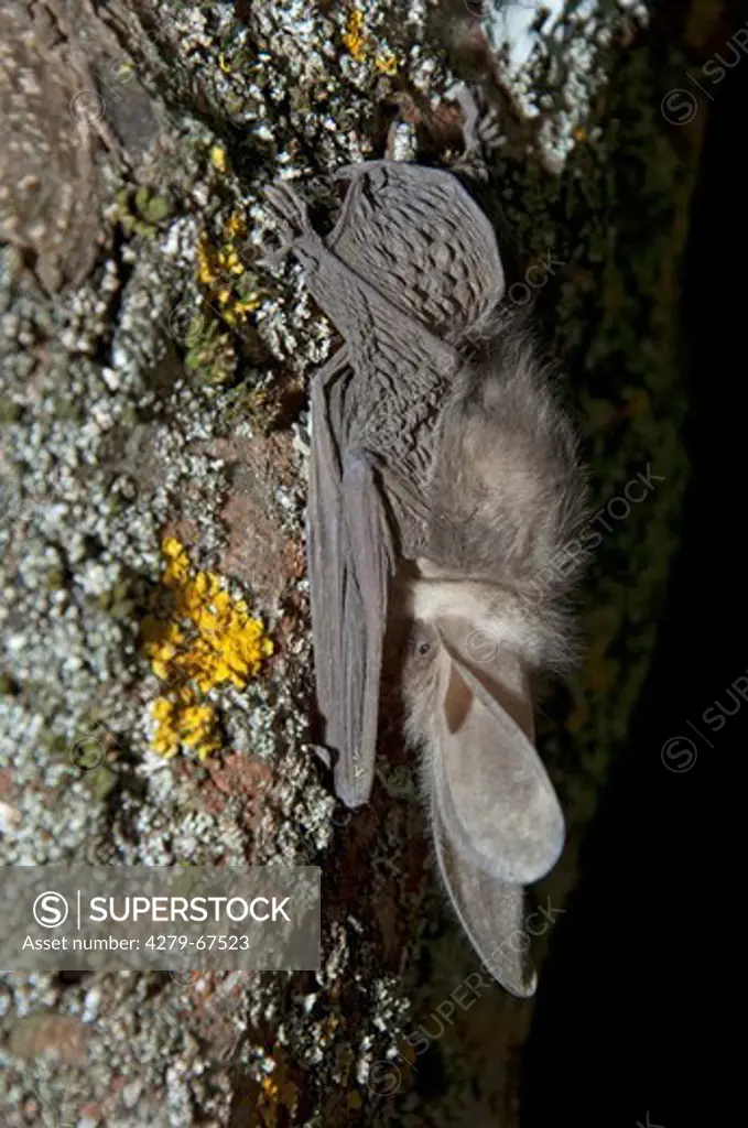 Brown Long-eared Bat, Common Long-eared Bat (Plecotus auritus), resting