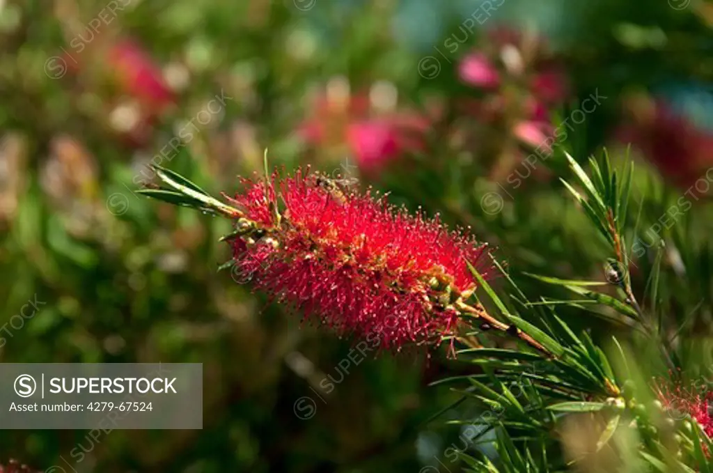 Crimson Bottlebrush ((Callistemon citrinus)), flowering twig