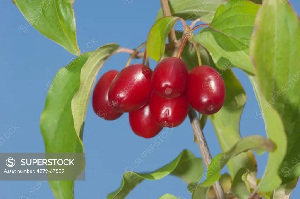 Cornelian Cherry (Cornus mas). Ripe fruit on a tree