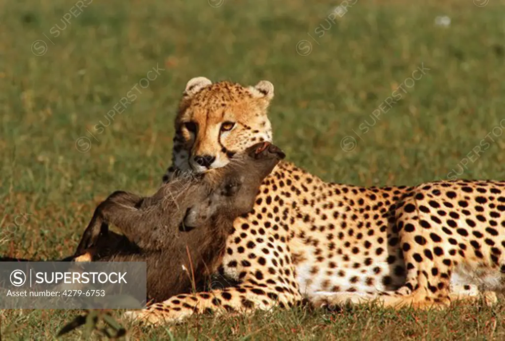 cheetah with dead warthog, Acinonyx jubatus