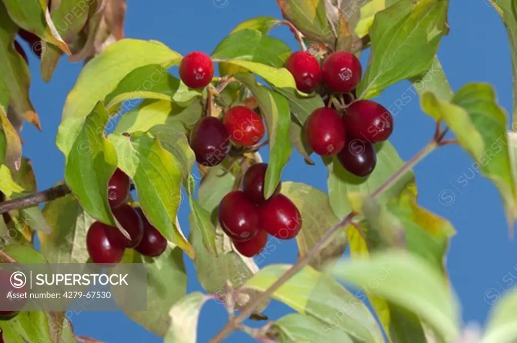 Cornelian Cherry (Cornus mas). Ripe fruit on a tree