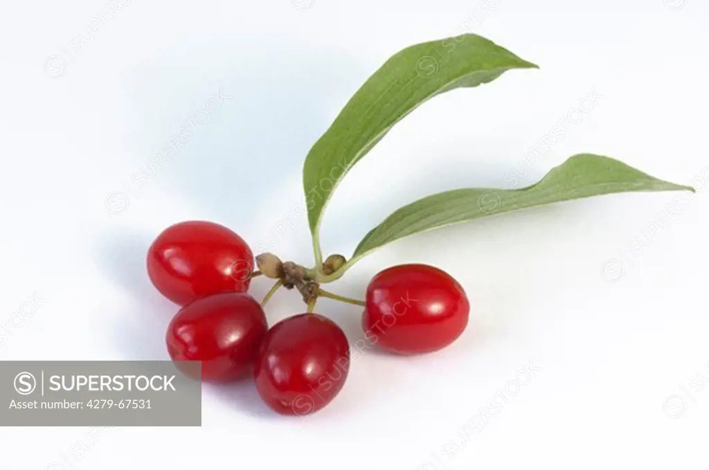 Cornelian Cherry (Cornus mas). Twig with ripe fruit. Studio picture against a white background