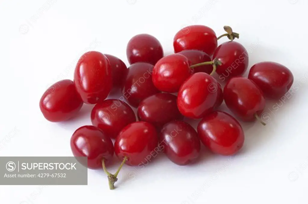 Cornelian Cherry (Cornus mas). Ripe fruit. Studio picture against a white background