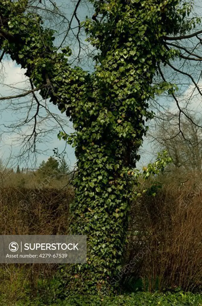 Common Ivy, English Ivy (Hedera helix) grow up the stem of a decidous tree, winter