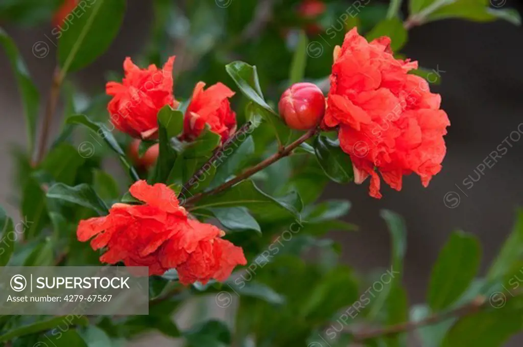 Pomegranate (Punica granatum), twig with flowers and flower buds