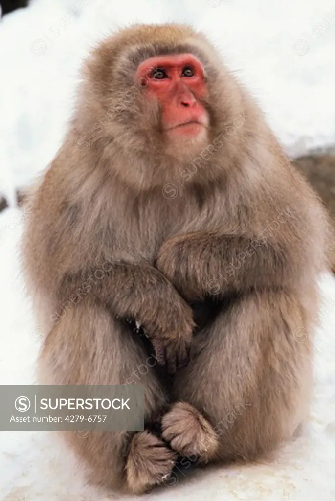 Japanese macaque, snow monkey, Macaca fuscata