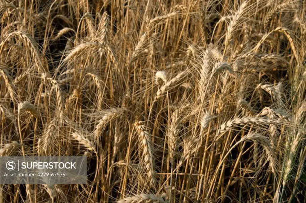 Durum Wheat, Macaroni Wheat (Triticum durum), ripe ears in a field