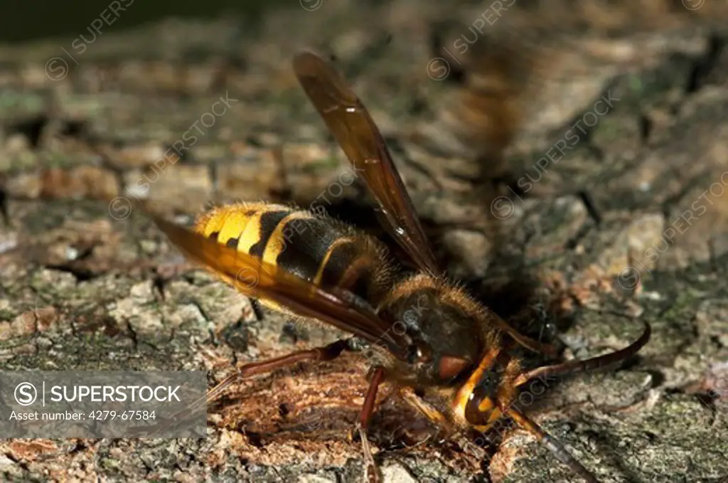 European Hornet (Vespra crabro) biting through the bark of a Willow in order to drink flowing sap which is used to feed larvae